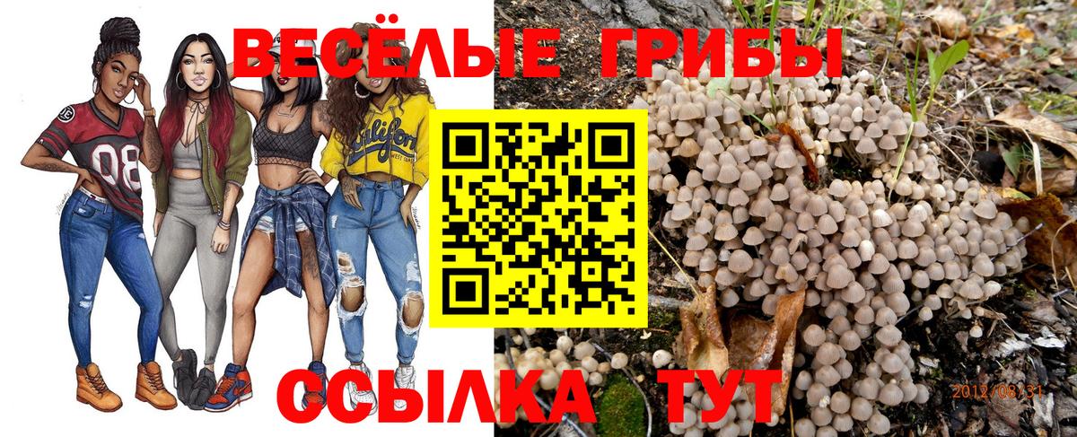 Псилоцибиновые грибы Psilocybine cubensis Малгобек